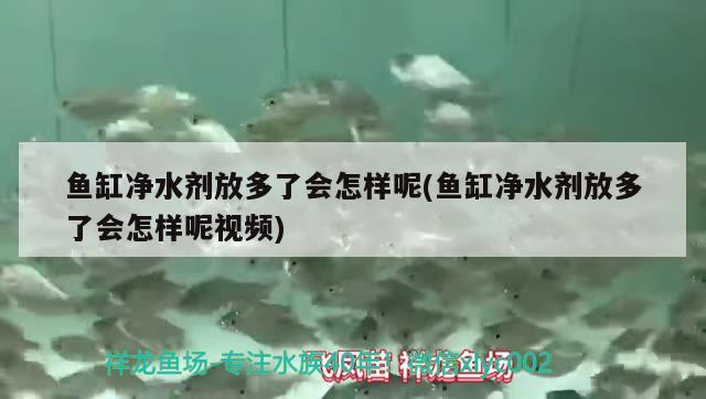 魚缸凈水劑放多了會怎樣呢(魚缸凈水劑放多了會怎樣呢視頻)