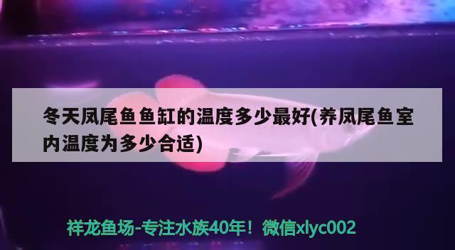 冬天鳳尾魚魚缸的溫度多少最好(養(yǎng)鳳尾魚室內(nèi)溫度為多少合適)