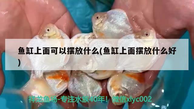 魚缸上面可以擺放什么(魚缸上面擺放什么好)