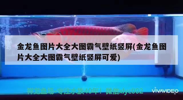 金龍魚圖片大全大圖霸氣壁紙豎屏(金龍魚圖片大全大圖霸氣壁紙豎屏可愛) 魚缸等水族設(shè)備