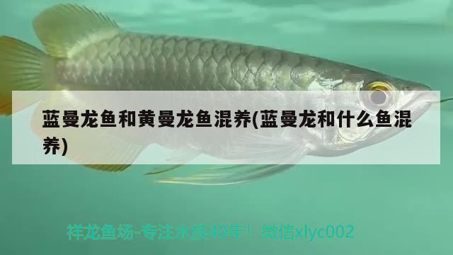 藍(lán)曼龍魚和黃曼龍魚混養(yǎng)(藍(lán)曼龍和什么魚混養(yǎng))