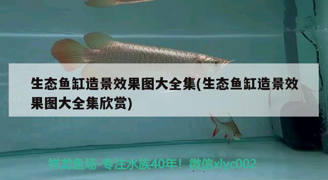 生態(tài)魚缸造景效果圖大全集(生態(tài)魚缸造景效果圖大全集欣賞) 魚糧魚藥