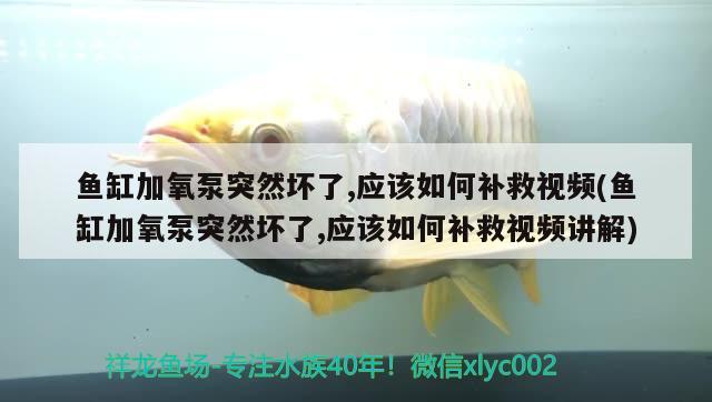 四段紅白錦鯉如何鑒賞，錦鯉魚(yú)有什么品種 紅白錦鯉魚(yú) 第2張