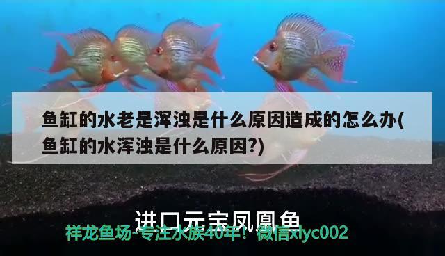 魚缸的水老是渾濁是什么原因造成的怎么辦(魚缸的水渾濁是什么原因?) 七紋巨鯉魚