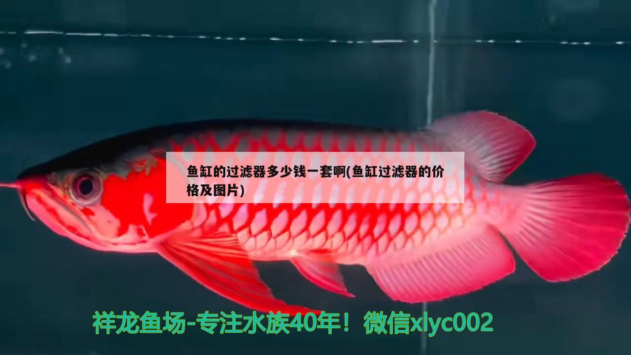 魚缸的過濾器多少錢一套啊(魚缸過濾器的價格及圖片) 福滿鉆魚