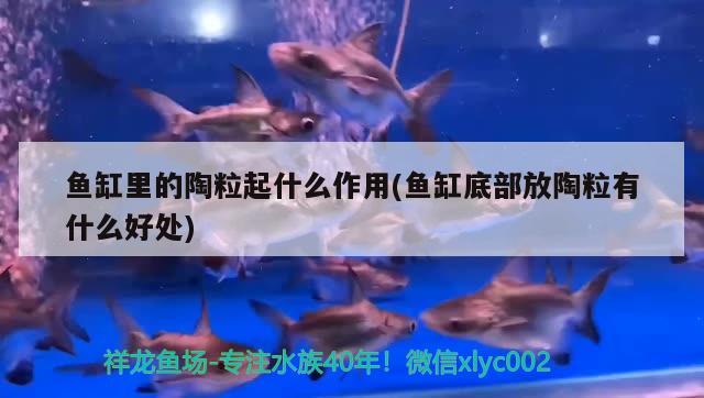 魚(yú)缸里的陶粒起什么作用(魚(yú)缸底部放陶粒有什么好處) 養(yǎng)魚(yú)的好處 第2張