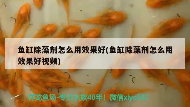 魚缸除藻劑怎么用效果好(魚缸除藻劑怎么用效果好視頻)