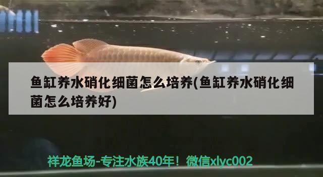 魚缸養(yǎng)水硝化細(xì)菌怎么培養(yǎng)(魚缸養(yǎng)水硝化細(xì)菌怎么培養(yǎng)好) 硝化細(xì)菌