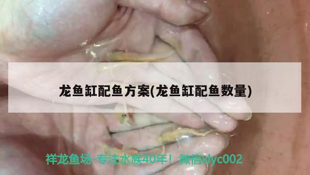 龍魚缸配魚方案(龍魚缸配魚數(shù)量) iwish愛唯希品牌魚缸