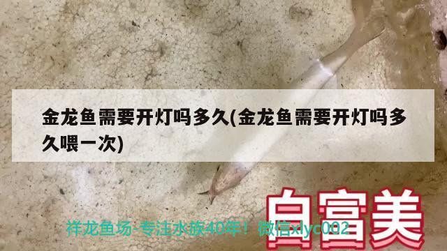 金龍魚需要開燈嗎多久(金龍魚需要開燈嗎多久喂一次) 羅漢魚