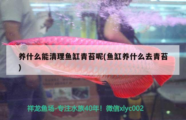 水族魚缸里需要準(zhǔn)備什么材料養(yǎng)魚(水族魚缸里需要準(zhǔn)備什么材料?) 黃鰭鯧魚