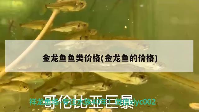 金龍魚魚類價(jià)格(金龍魚的價(jià)格) 魚缸水質(zhì)穩(wěn)定劑