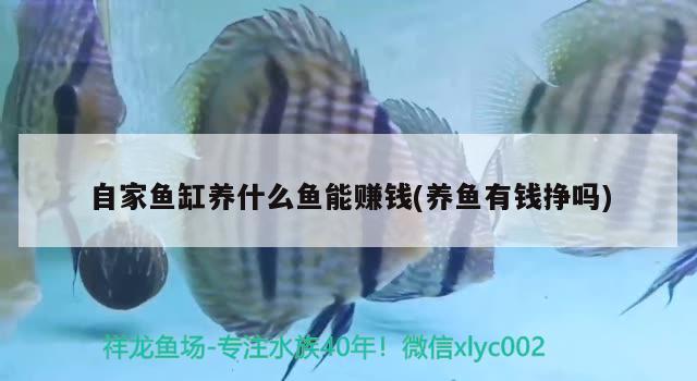 各位大神幫小弟看看虎魚怎么了？ 虎魚百科 第4張