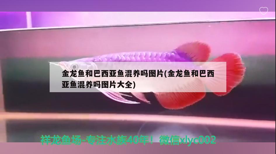 龍鳳斑馬魚的介紹，新手求問什么魚最好養(yǎng)