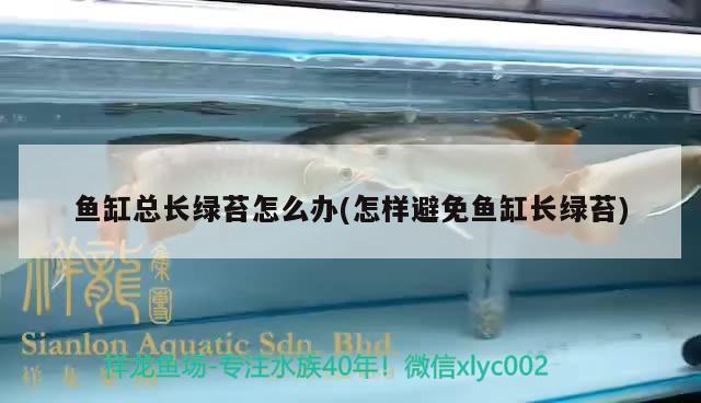 魚缸總長綠苔怎么辦(怎樣避免魚缸長綠苔) 其它水族用具設備