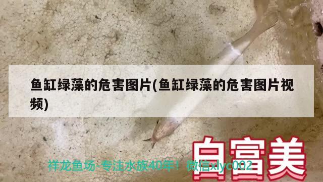 龍魚缸怎么選擇好壞圖片(龍魚缸怎么選擇好壞圖片欣賞) 其他益生菌