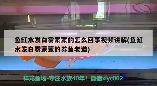 魚(yú)缸水發(fā)白霧蒙蒙的怎么回事視頻講解(魚(yú)缸水發(fā)白霧蒙蒙的養(yǎng)魚(yú)老道) 白子關(guān)刀魚(yú) 第1張