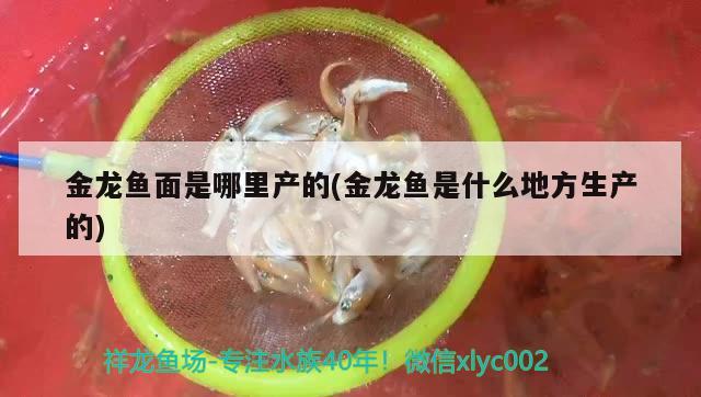 金龍魚面是哪里產的(金龍魚是什么地方生產的)