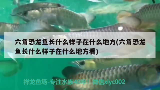 六角恐龍魚長什么樣子在什么地方(六角恐龍魚長什么樣子在什么地方看) 紅老虎魚