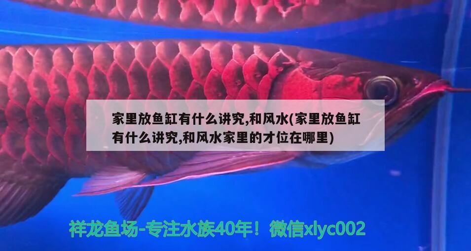 家里放魚缸有什么講究,和風水(家里放魚缸有什么講究,和風水家里的才位在哪里)