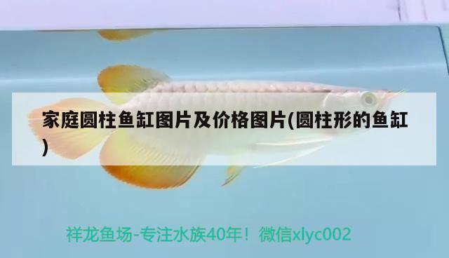 家庭圓柱魚缸圖片及價格圖片(圓柱形的魚缸) 馬拉莫寶石魚