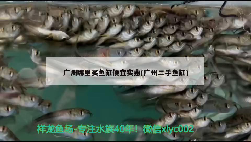 關(guān)刀能和龍魚(yú)混養(yǎng)嗎，地圖魚(yú)能和虎魚(yú)龍魚(yú)一起養(yǎng)嗎