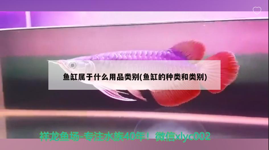 魚缸屬于什么用品類別(魚缸的種類和類別) 黃金斑馬魚