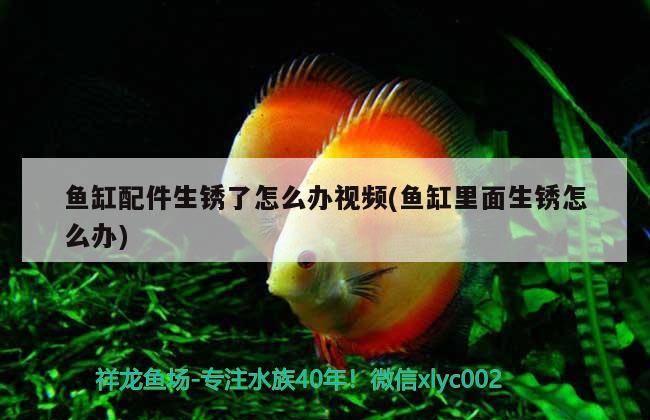 魚缸配件生銹了怎么辦視頻(魚缸里面生銹怎么辦) 朱巴利魚苗