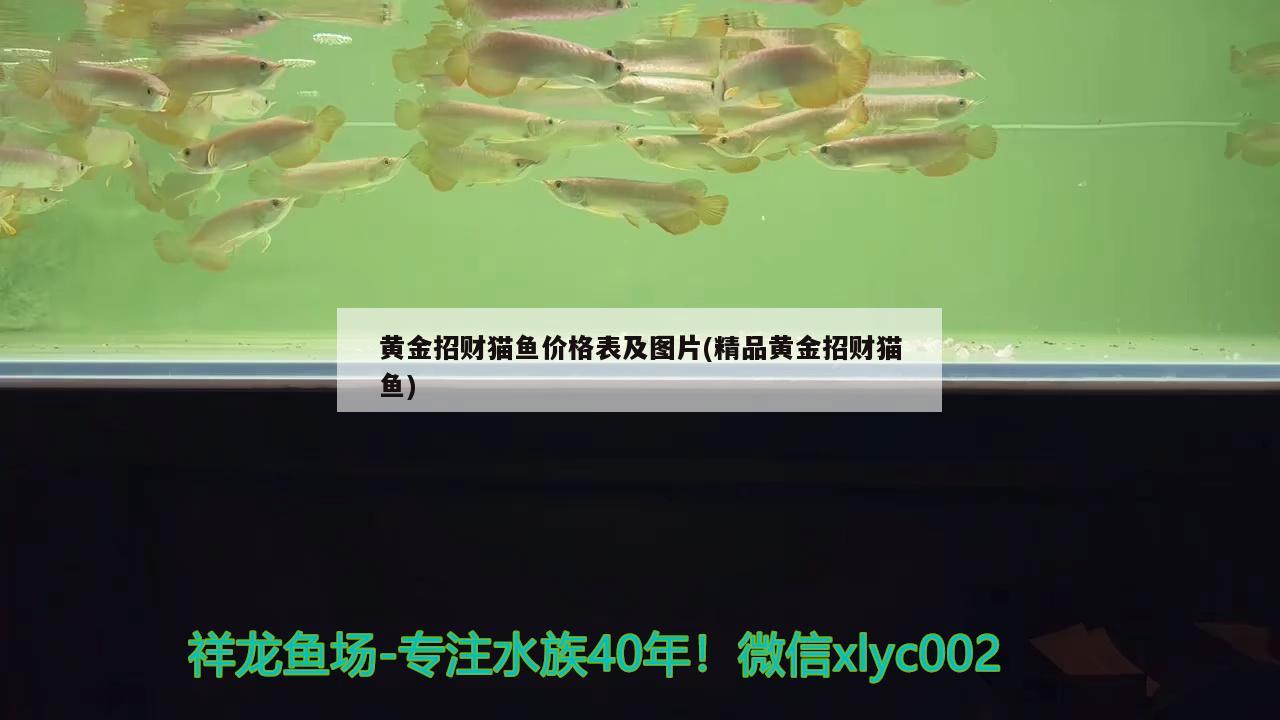 小龍魚能和大地圖混養(yǎng)嗎：小龍蝦可以和地圖魚一起養(yǎng)嗎