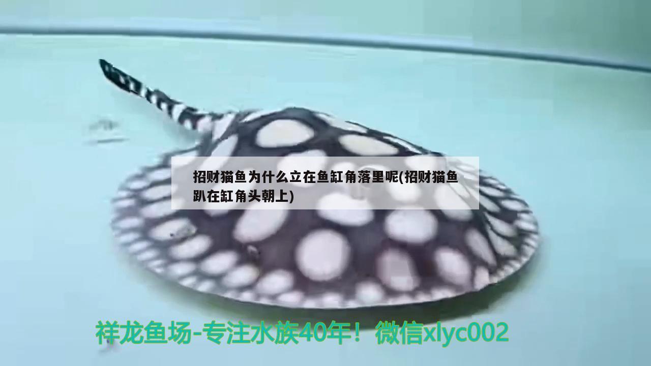 招財(cái)貓魚(yú)為什么立在魚(yú)缸角落里呢(招財(cái)貓魚(yú)趴在缸角頭朝上) 三間鼠魚(yú)苗