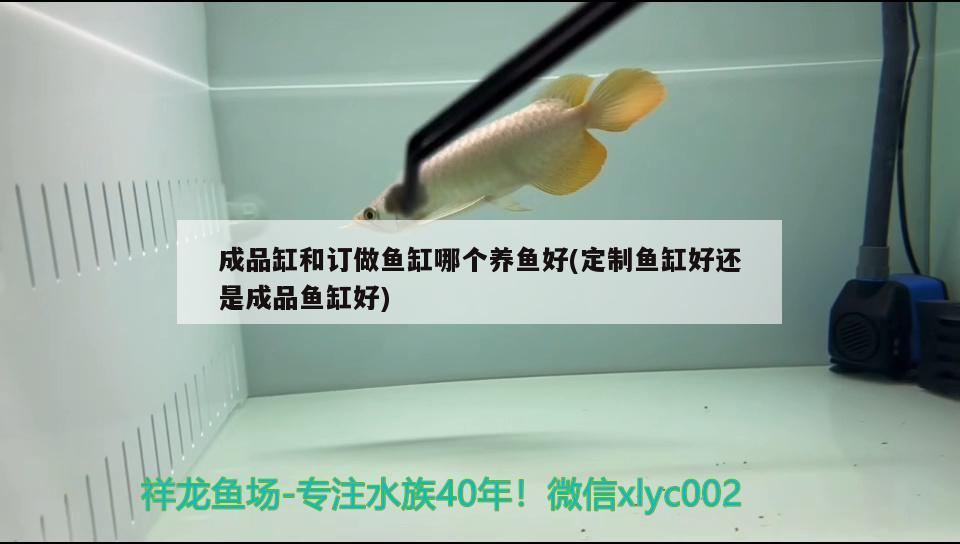 成品缸和訂做魚缸哪個養(yǎng)魚好(定制魚缸好還是成品魚缸好)