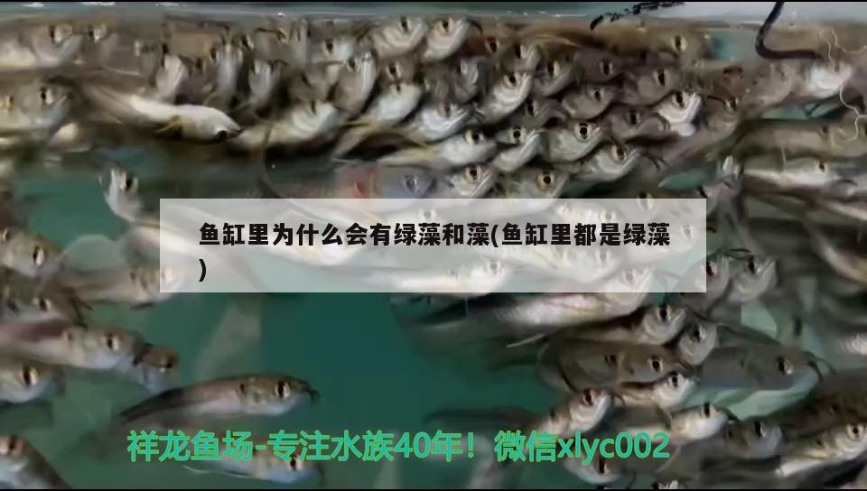 魚缸里為什么會(huì)有綠藻和藻(魚缸里都是綠藻) 白化火箭魚