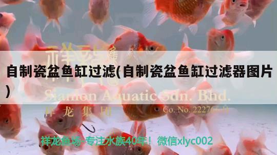 自制瓷盆魚缸過(guò)濾(自制瓷盆魚缸過(guò)濾器圖片) 白子銀版魚