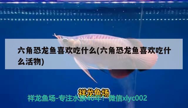 六角恐龍魚喜歡吃什么(六角恐龍魚喜歡吃什么活物) 三間鼠魚