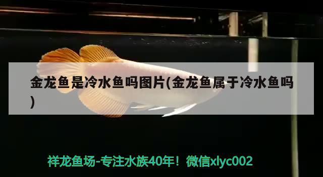 金龍魚是冷水魚嗎圖片(金龍魚屬于冷水魚嗎)