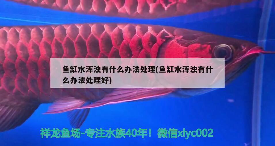 魚缸水渾濁有什么辦法處理(魚缸水渾濁有什么辦法處理好) 非洲金鼓魚