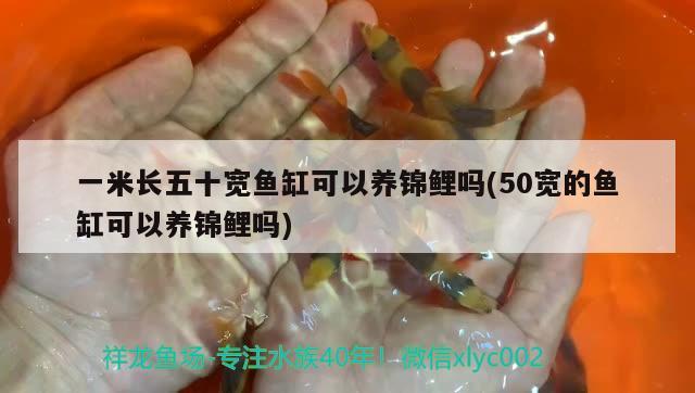 一米長五十寬魚缸可以養(yǎng)錦鯉嗎(50寬的魚缸可以養(yǎng)錦鯉嗎)