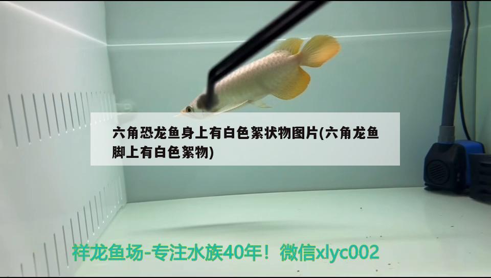 六角恐龍魚身上有白色絮狀物圖片(六角龍魚腳上有白色絮物)