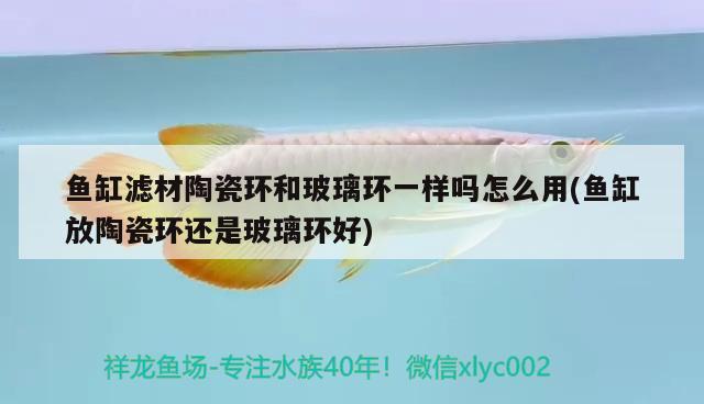 魚缸濾材陶瓷環(huán)和玻璃環(huán)一樣嗎怎么用(魚缸放陶瓷環(huán)還是玻璃環(huán)好) 其它水族用具設(shè)備