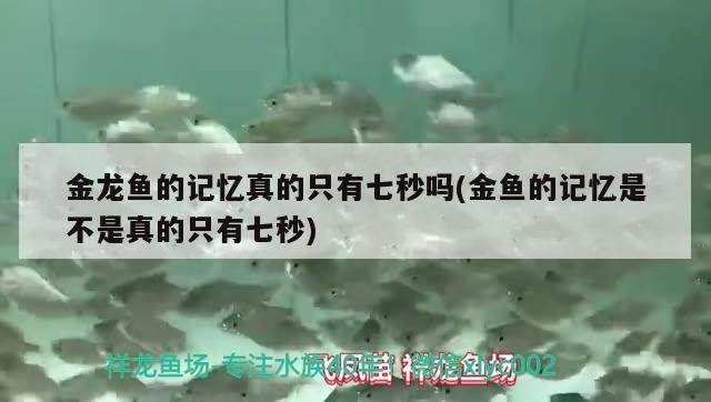 金龍魚的記憶真的只有七秒嗎(金魚的記憶是不是真的只有七秒)