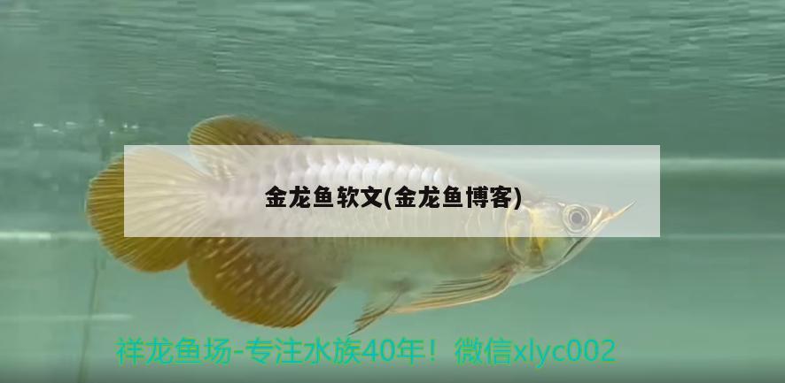 金龍魚軟文(金龍魚博客) 古典過背金龍魚