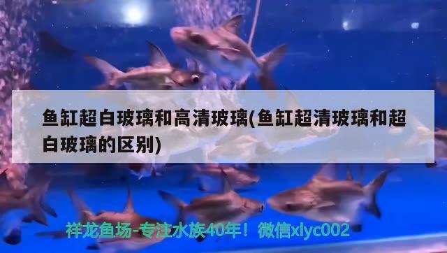 魚缸超白玻璃和高清玻璃(魚缸超清玻璃和超白玻璃的區(qū)別)