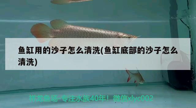 魚缸用的沙子怎么清洗(魚缸底部的沙子怎么清洗) 球鯊魚