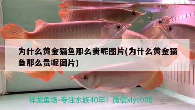 斗魚魚糧有什么用(斗魚喂魚糧有什么用，斗魚喂魚糧有什么用