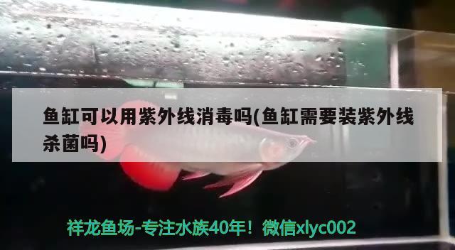 斗魚魚糧有什么用(斗魚喂魚糧有什么用，斗魚喂魚糧有什么用 白寫錦鯉魚 第1張