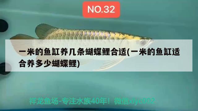 觀賞魚(yú)買賣平臺(tái) 觀賞魚(yú)售賣平臺(tái)