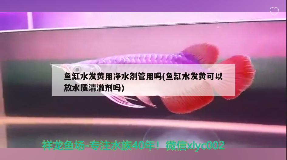 魚缸水發(fā)黃用凈水劑管用嗎(魚缸水發(fā)黃可以放水質清澈劑嗎) 紅白錦鯉魚