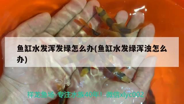 魚缸水發(fā)渾發(fā)綠怎么辦(魚缸水發(fā)綠渾濁怎么辦) 野生埃及神仙魚