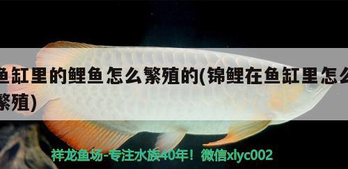 魚缸里的鯉魚怎么繁殖的(錦鯉在魚缸里怎么繁殖)