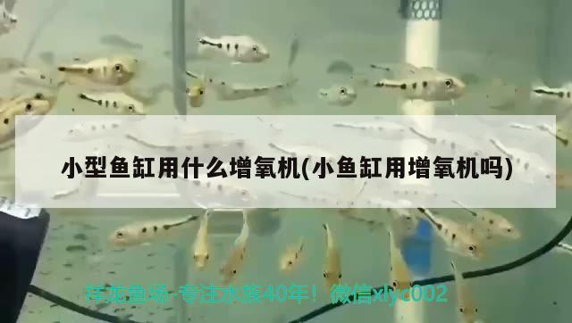 小型魚缸用什么增氧機(jī)(小魚缸用增氧機(jī)嗎) 白條過背金龍魚